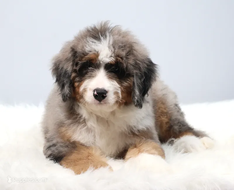 Fido – Miniature Bernedoodle puppy for sale in Livingston, WI