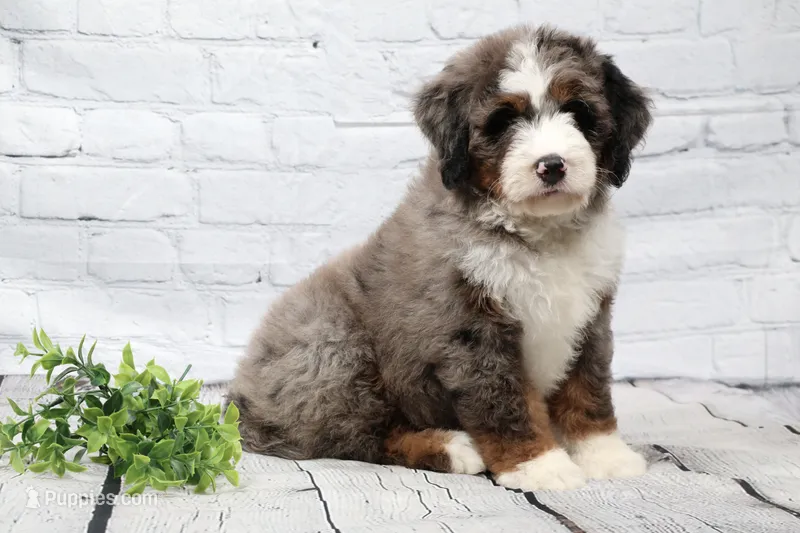 Frisco  – Miniature Bernedoodle puppy for sale in Livingston, WI