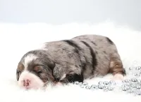 Flora , a female Miniature Bernedoodle for sale in Livingston, WI – 2 of 6