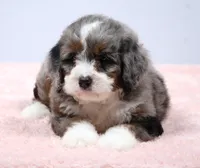 Flora , a female Miniature Bernedoodle for sale in Livingston, WI – 3 of 10