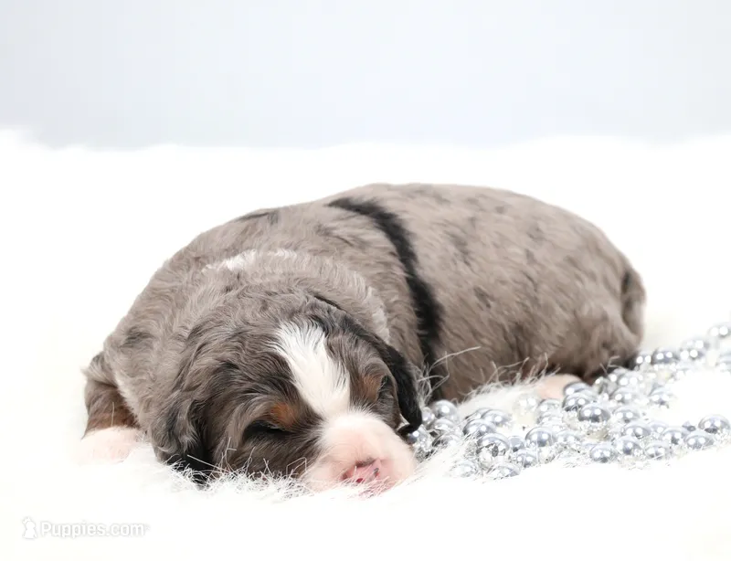 Frisco , a male Miniature Bernedoodle for sale in Livingston, WI – 1 of 6