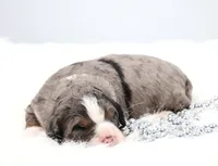 Frisco , a male Miniature Bernedoodle for sale in Livingston, WI – 1 of 6