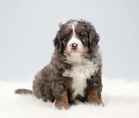 Carter , a male Miniature Bernedoodle for sale in Livingston, WI – 6 of 10