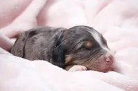 Jody, a female Miniature Bernedoodle for sale in Livingston, WI – 3 of 3