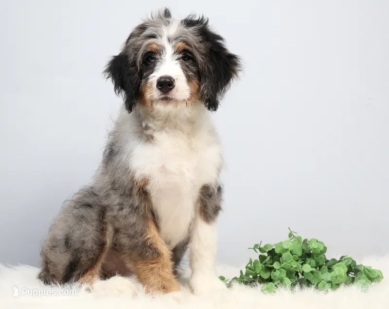Felix  – Miniature Bernedoodle puppy for sale in Livingston, WI