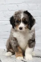 Felix , a male Miniature Bernedoodle for sale in Livingston, WI – 3 of 10