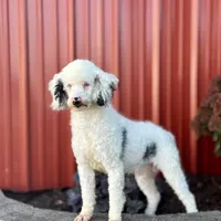 Bingo, a male Miniature Bernedoodle for sale in Livingston, WI – Photo 10 of 10