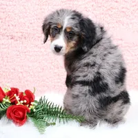 Bingo, a male Miniature Bernedoodle for sale in Livingston, WI – Photo 7 of 10