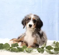 Bingo, a male Miniature Bernedoodle for sale in Livingston, WI – Photo 2 of 10