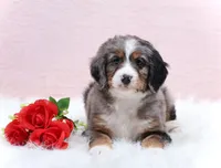 processed/4711aae3-09ea-47e0-836b-28b574937e82/listing/85dd107a-0564-4b90-b4f3-aa48aaaa6d8a/41da25fd-9296-4a88-b84a-90433ed077b2