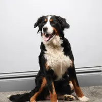 Bingo, a male Miniature Bernedoodle for sale in Livingston, WI – Photo 9 of 10