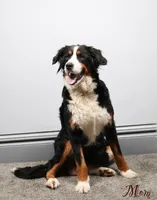 processed/4711aae3-09ea-47e0-836b-28b574937e82/listing/85dd107a-0564-4b90-b4f3-aa48aaaa6d8a/59c3b1b4-00c2-41af-ab83-6a0689350362