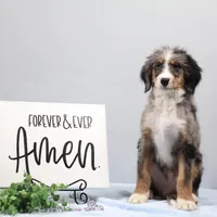 Bingo, a male Miniature Bernedoodle for sale in Livingston, WI – Photo 5 of 10