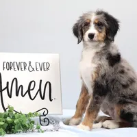 Bingo, a male Miniature Bernedoodle for sale in Livingston, WI – Photo 4 of 10