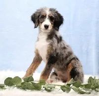 Bingo, a male Miniature Bernedoodle for sale in Livingston, WI – Photo 3 of 10