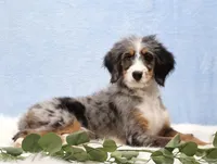 Bingo, a male Miniature Bernedoodle for sale in Livingston, WI – Photo 1 of 10