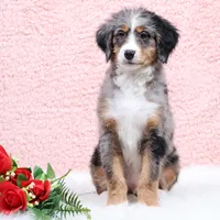 Bingo, a male Miniature Bernedoodle for sale in Livingston, WI – Photo 8 of 10