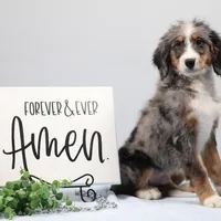 Bingo, a male Miniature Bernedoodle for sale in Livingston, WI – Photo 6 of 10