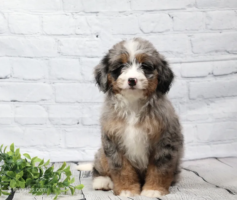 Fern – Miniature Bernedoodle puppy for sale in Livingston, WI