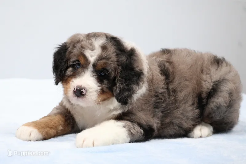 Felix  – Miniature Bernedoodle puppy for sale in Livingston, WI