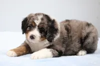 Felix , a male Miniature Bernedoodle for sale in Livingston, WI – 5 of 10
