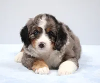 Felix , a male Miniature Bernedoodle for sale in Livingston, WI – 6 of 10
