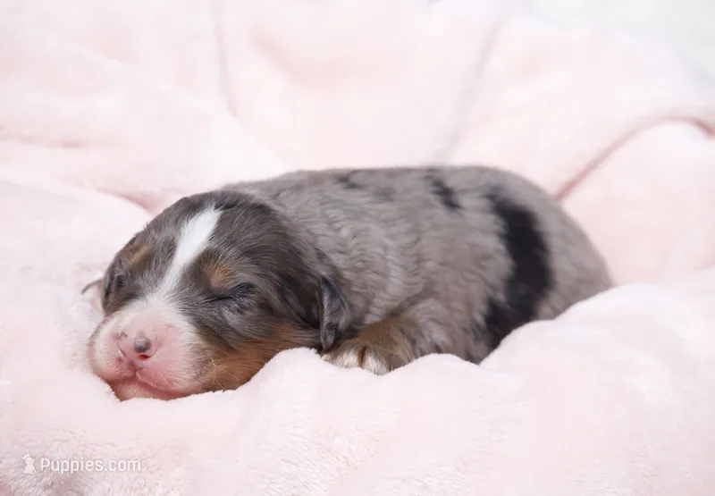 Jewel  – Miniature Bernedoodle puppy for sale in Livingston, WI