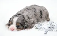 Finn, a male Miniature Bernedoodle for sale in Livingston, WI – 3 of 5