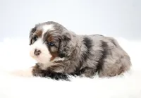 Flora , a female Miniature Bernedoodle for sale in Livingston, WI – 6 of 10
