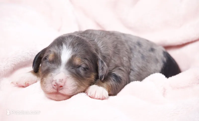 Jody – Miniature Bernedoodle puppy for sale in Livingston, WI