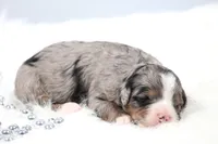 Fern, a female Miniature Bernedoodle for sale in Livingston, WI – 3 of 6