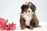 Cherish , a female Miniature Bernedoodle for sale in Livingston, WI – 5 of 9