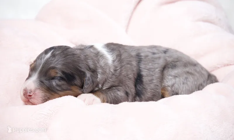 Jaxie – Miniature Bernedoodle puppy for sale in Livingston, WI