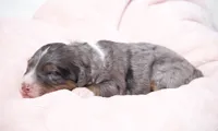Jaxie, a female Miniature Bernedoodle for sale in Livingston, WI – 1 of 3