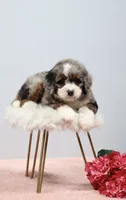 Flora , a female Miniature Bernedoodle for sale in Livingston, WI – 1 of 10
