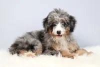 Fern, a female Miniature Bernedoodle for sale in Livingston, WI – 5 of 10