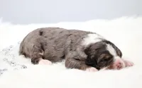 Felix , a male Miniature Bernedoodle for sale in Livingston, WI – 2 of 6