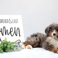 Ellie , a female Miniature Bernedoodle for sale in Livingston, WI – Photo 6 of 10