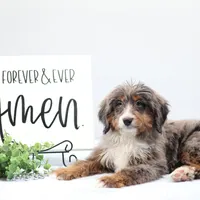 Ellie , a female Miniature Bernedoodle for sale in Livingston, WI – Photo 4 of 10