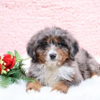 Ellie , a female Miniature Bernedoodle for sale in Livingston, WI – Photo 8 of 10