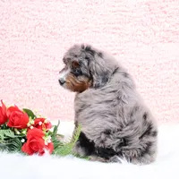 Ellie , a female Miniature Bernedoodle for sale in Livingston, WI – Photo 9 of 10