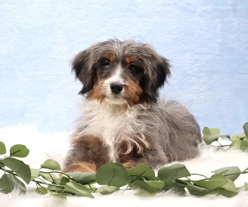 Ellie  – Miniature Bernedoodle puppy for sale in Livingston, WI