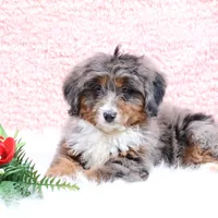 Ellie , a female Miniature Bernedoodle for sale in Livingston, WI – Photo 7 of 10