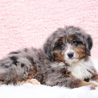 Ellie , a female Miniature Bernedoodle for sale in Livingston, WI – Photo 10 of 10