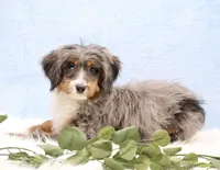 Ellie , a female Miniature Bernedoodle for sale in Livingston, WI – Photo 3 of 10