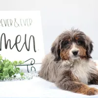 Ellie , a female Miniature Bernedoodle for sale in Livingston, WI – Photo 5 of 10