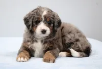 Finn, a male Miniature Bernedoodle for sale in Livingston, WI – 2 of 10