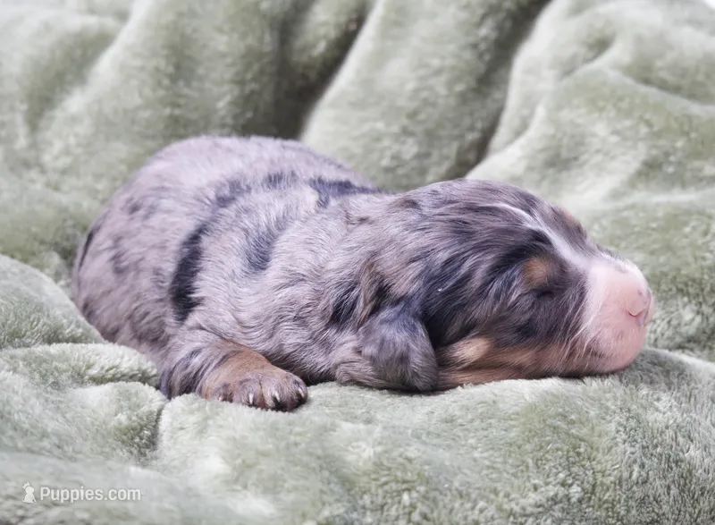 Jaxon  – Miniature Bernedoodle puppy for sale in Livingston, WI