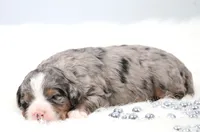 Fern, a female Miniature Bernedoodle for sale in Livingston, WI – 2 of 6