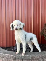 Fern, a female Miniature Bernedoodle for sale in Livingston, WI – 5 of 6